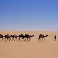 Desert Caravan, Niger